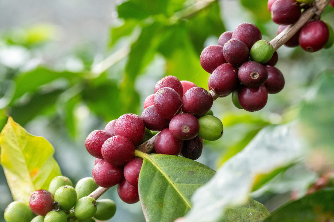 Arabica Coffee: Why Costa Rica Chose Quality Over Quantity