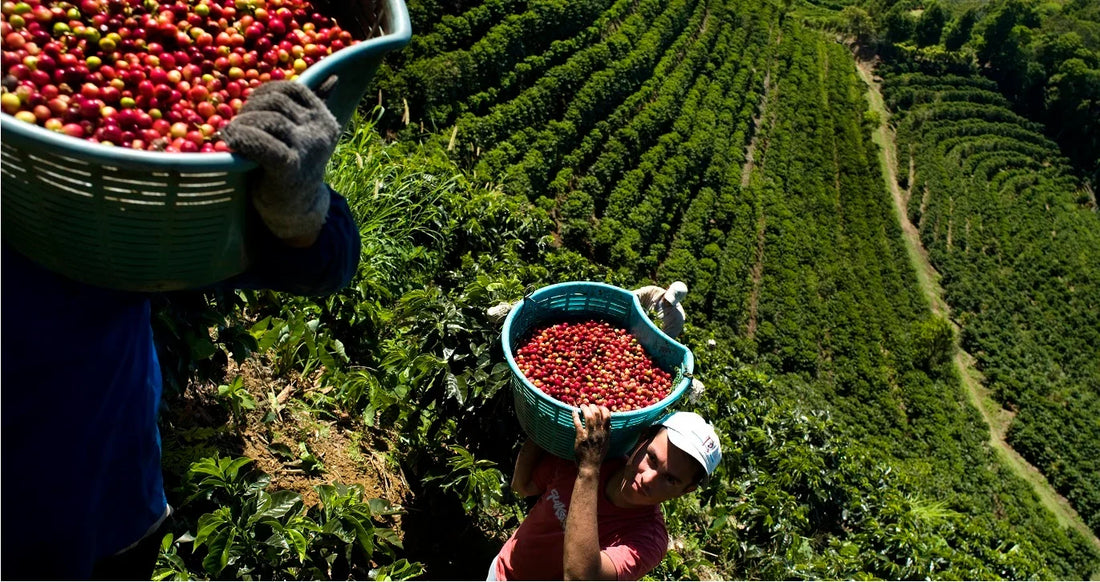 Washed vs Honey process coffee